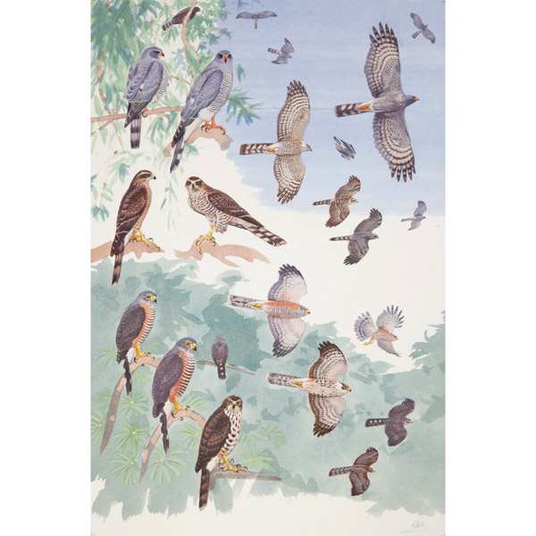 Ovambo and Chestnut-flanked Sparrowhawks, African raptors, plate no. 25 by RAG Davies 