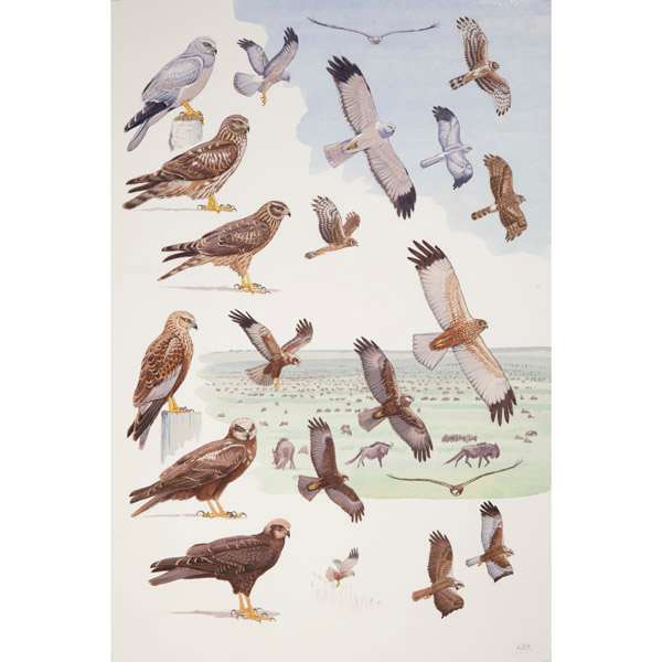 Hen and Western Marsh Harriers, African raptors plate no. 14 by RAG Davies 