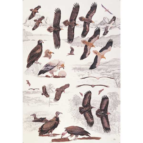Hooded & Egyptian Vulture plate no. 6 by RAG Davies 