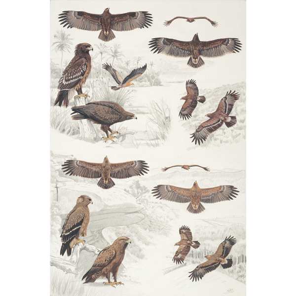 Lesser and Greater Spotted Eagles, African raptors plate no. 33 by RAG Davies 