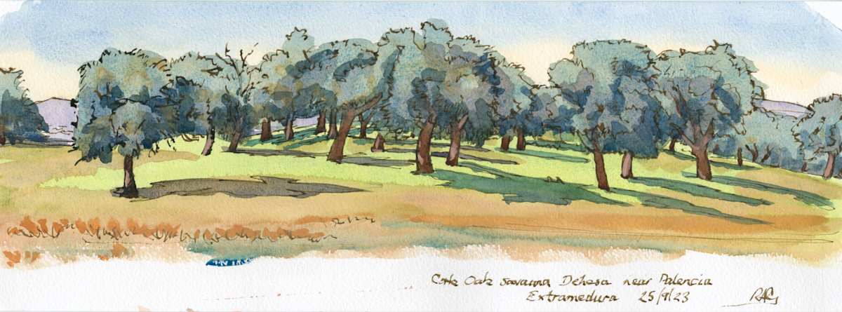 Cork Oaks  near Plasencia by RAG Davies 