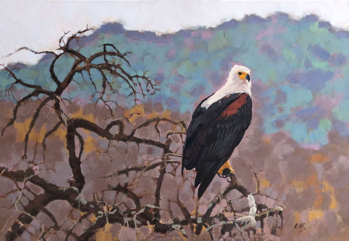 Fish Eagle, Ruaha National Park by RAG Davies 