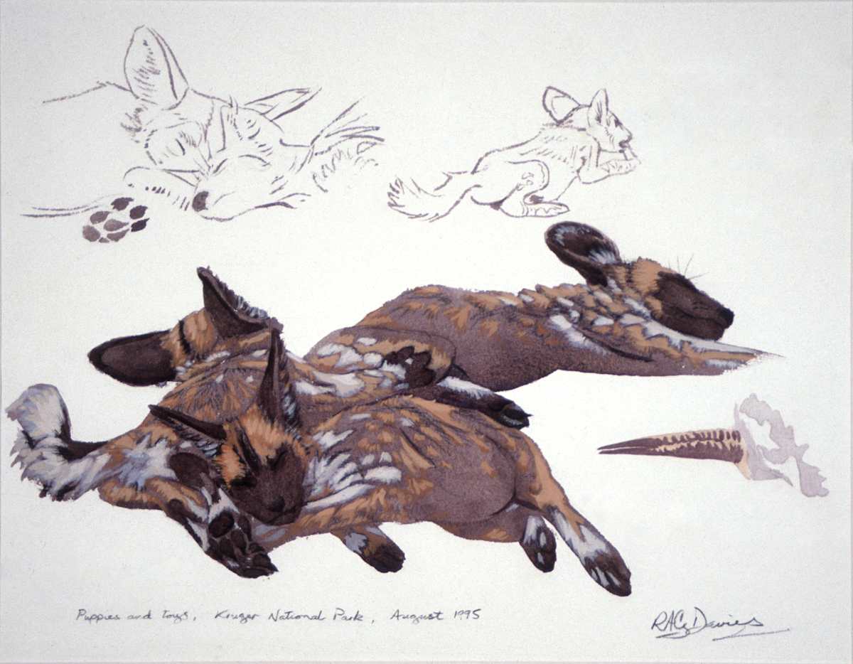 Wild Dog pups, Kruger Park by RAG Davies  Image: Wild Dog pups, Kruger Park