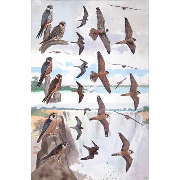 Northern and African Hobby and Taita Falcon by RAG Davies 