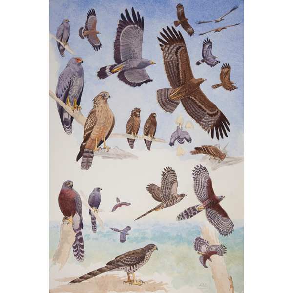 African Harrier-hawk  Long-tailed Hawk, African raptors plate no. 18 by RAG Davies 
