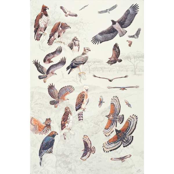 Martial & Crowned Eagle by RAG Davies 