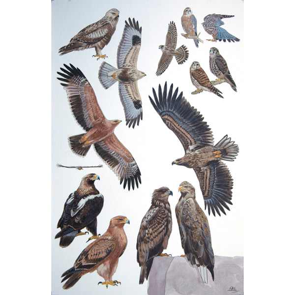 Eurasian Vagrants by RAG Davies 