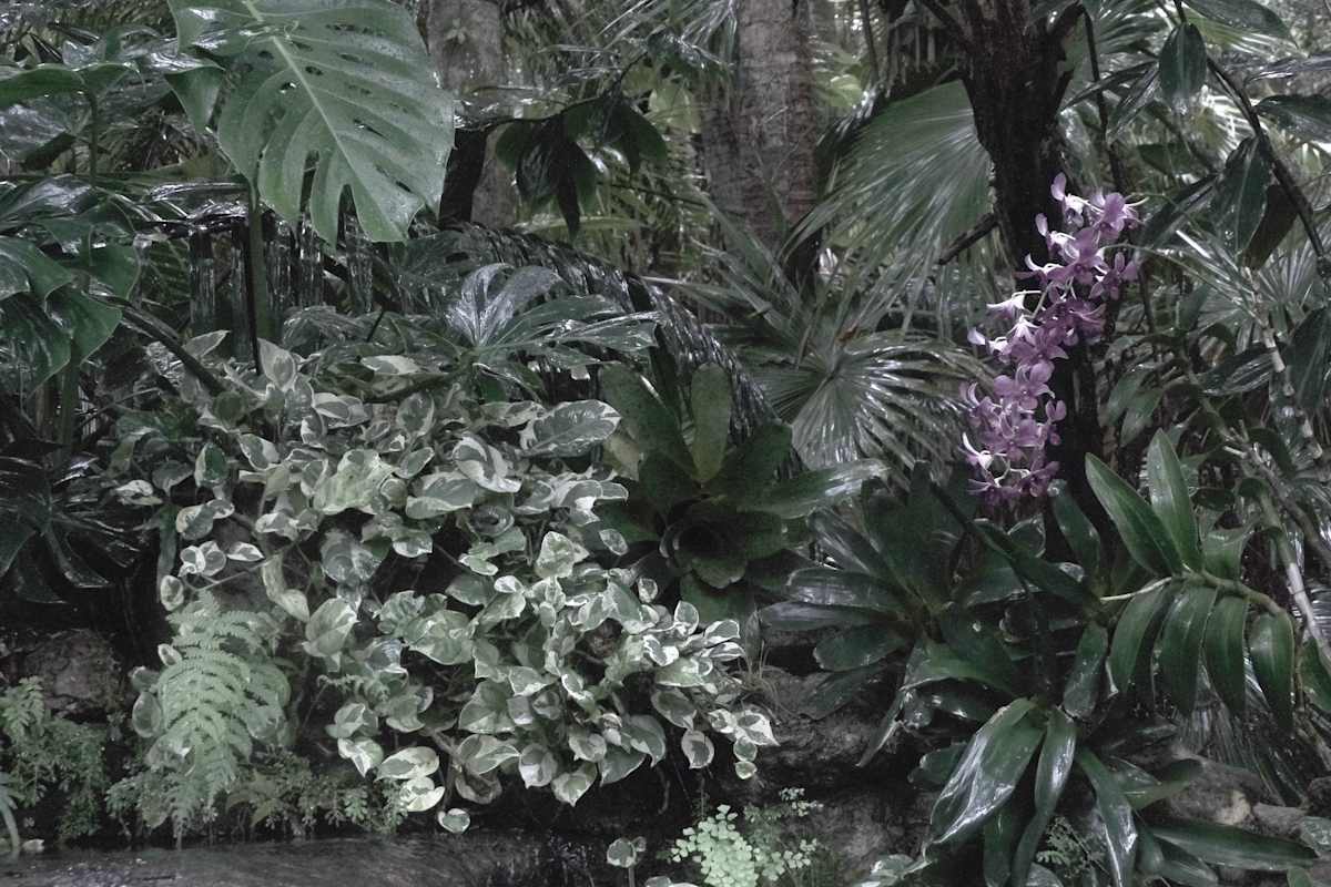 Jungle Orchid Spray by Penelope Ann Treat 