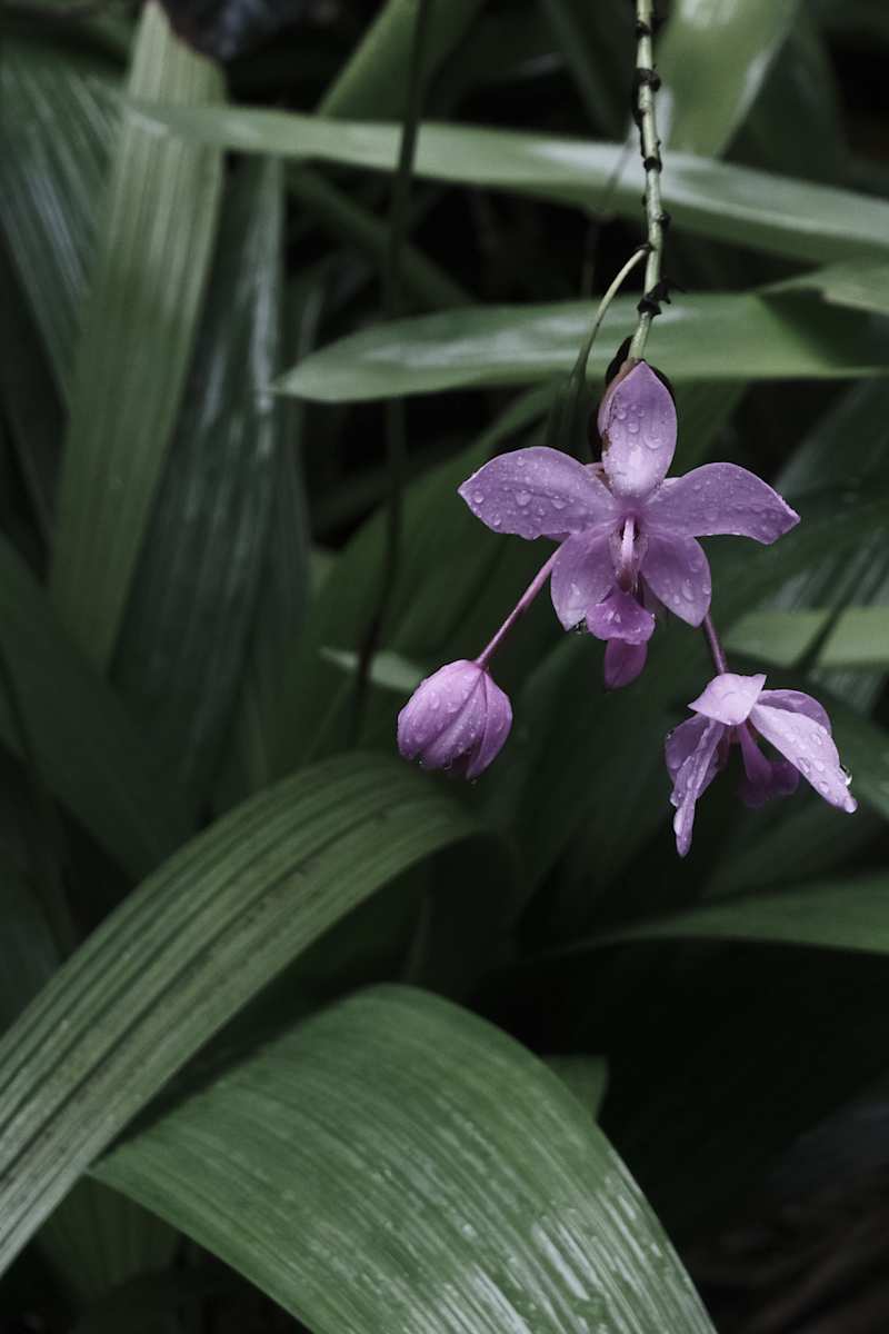 Process Exploration, Orchid Edition by Penelope Ann Treat  Image: How does your garden grow?