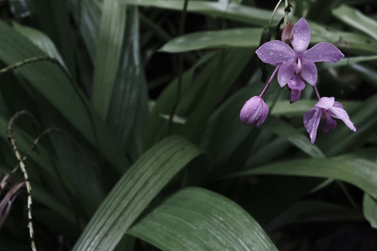 Process Exploration, Orchid Edition; Horizontal by Penelope Ann Treat 
