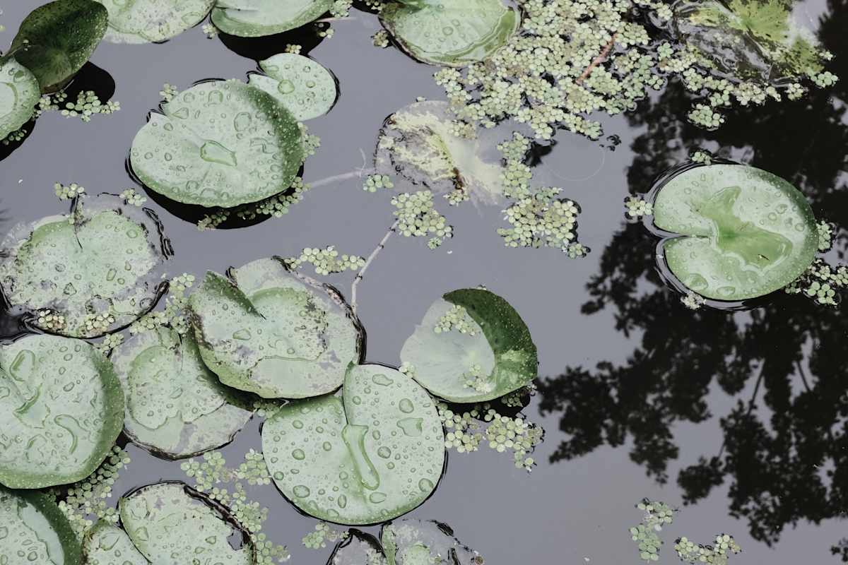 Your Lily Pad Window by Penelope Ann Treat 