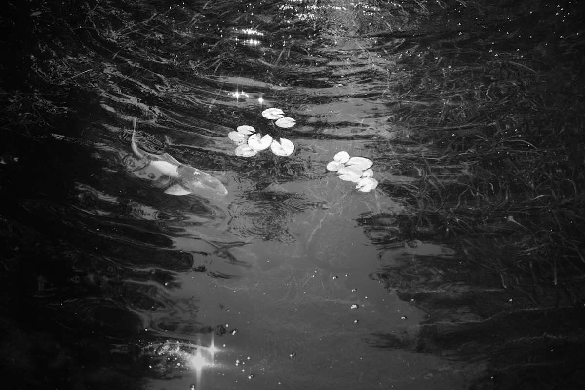 Fish Pitch by Penelope Ann Treat, Image 1.