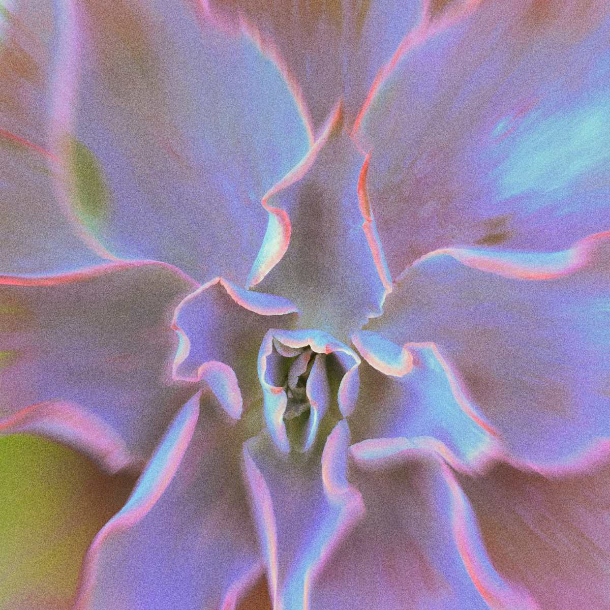 Flowra by Penelope Ann Treat 