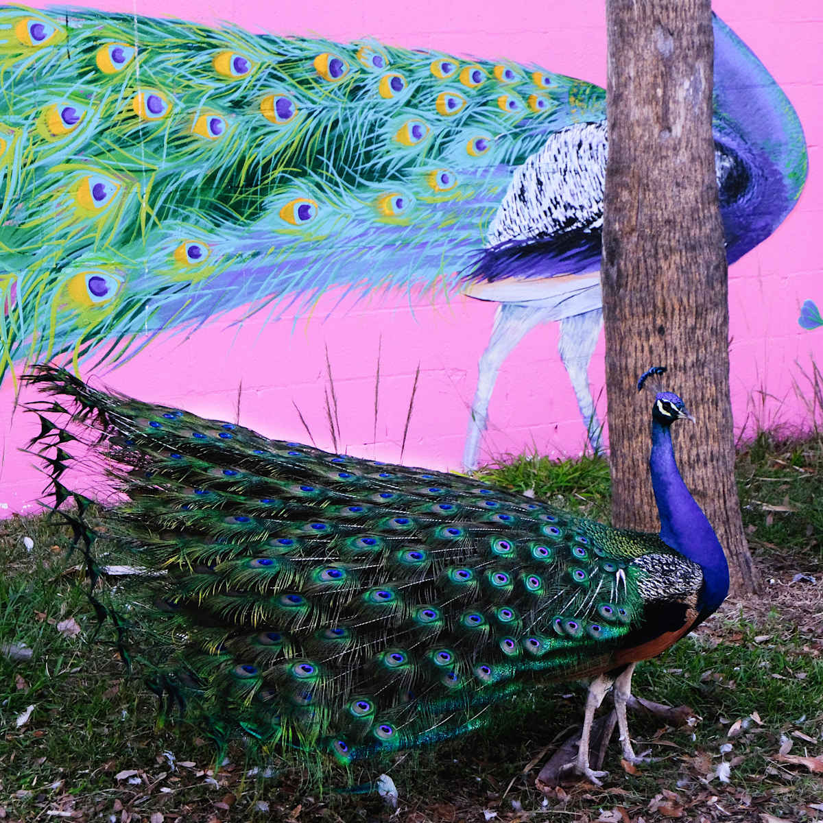 Life imitates Art, Peacock edition by Penelope Ann Treat  Image: Peacock, Fort Pierce, Florida