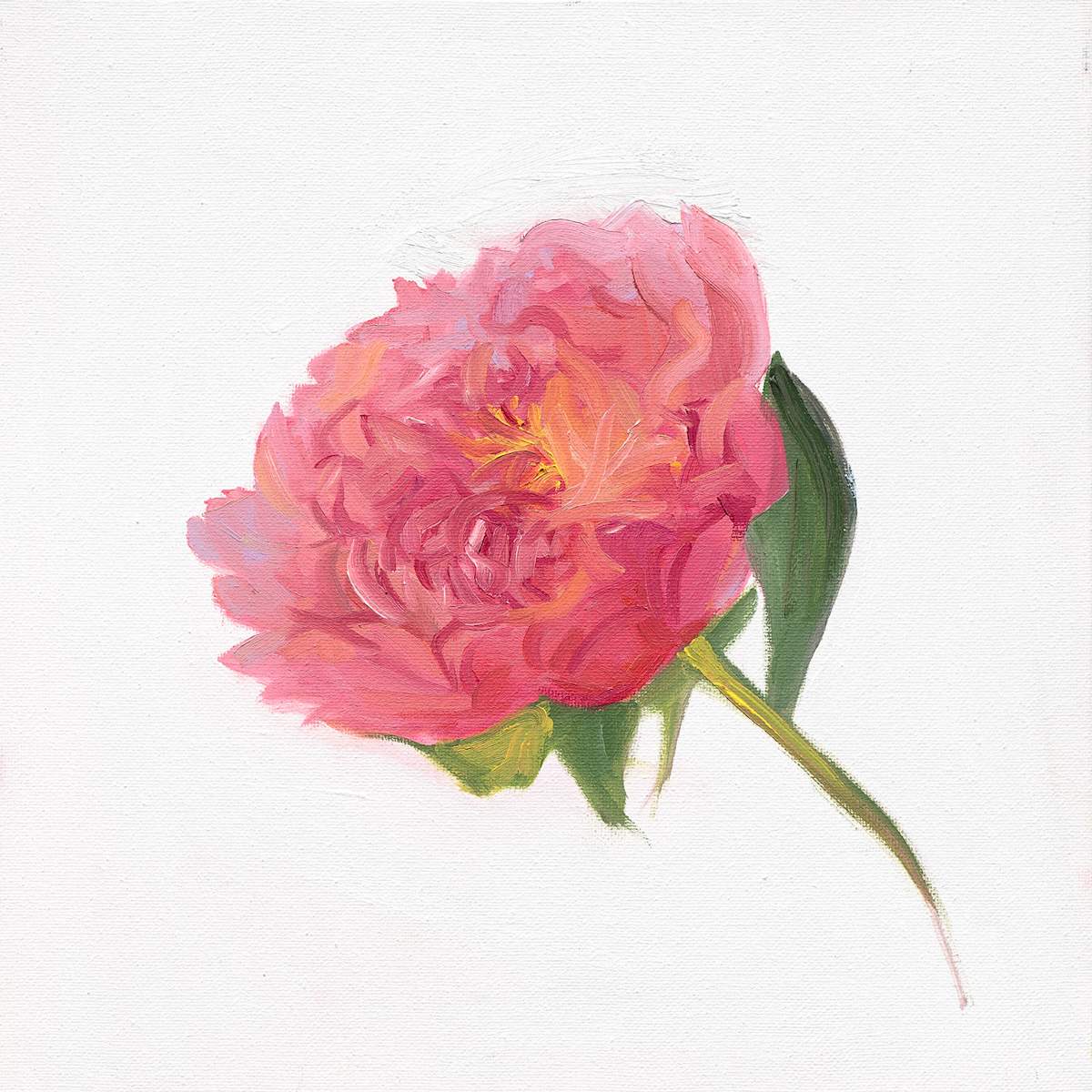 Peony by nikki  Image: Remember the site of the first Peony.