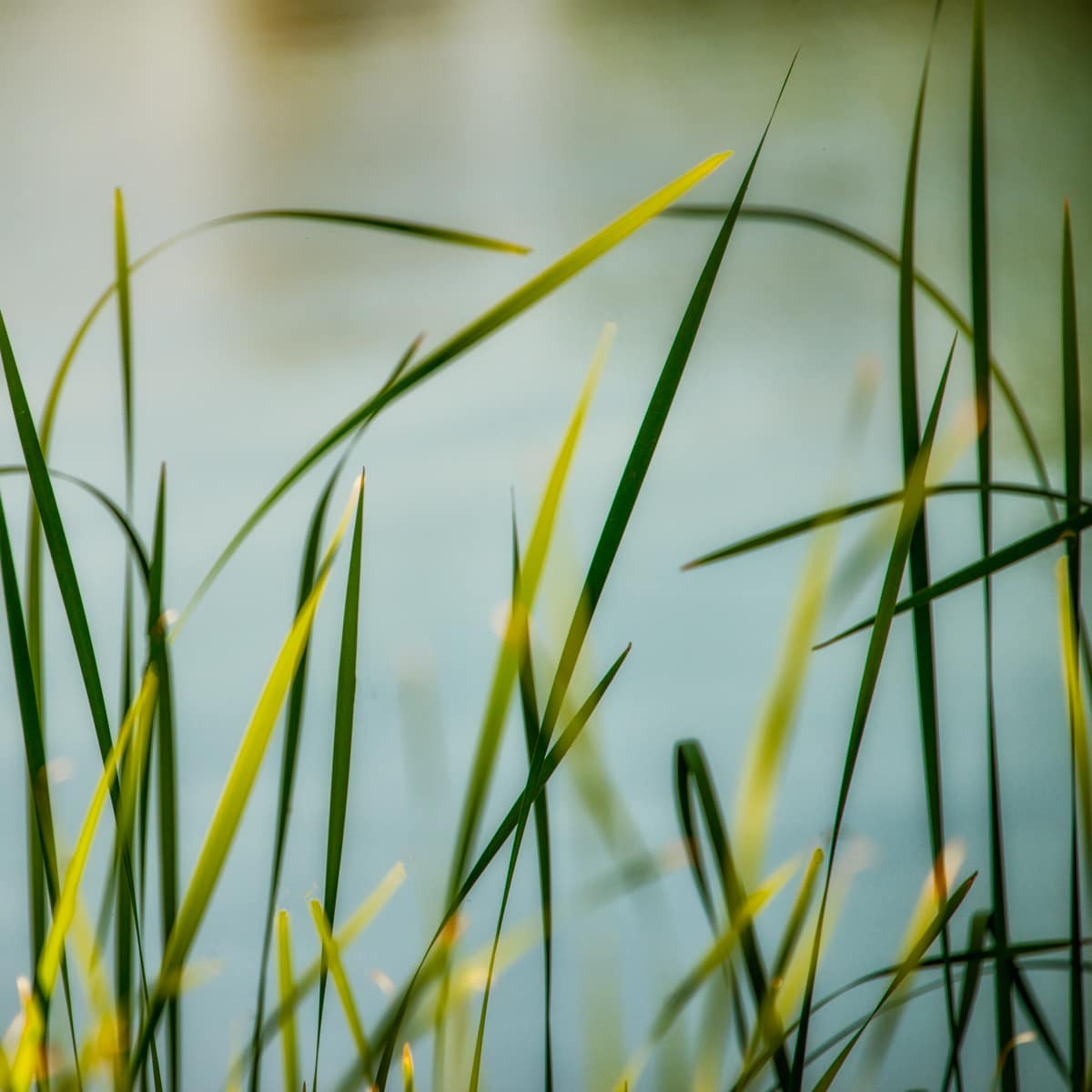 diannepoinski_river_grass2 by Dianne Poinski, Image 1.