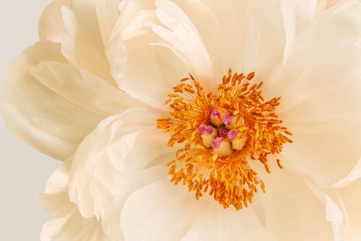 diannepoinski_spring_peony2 by Dianne Poinski, Image 1.