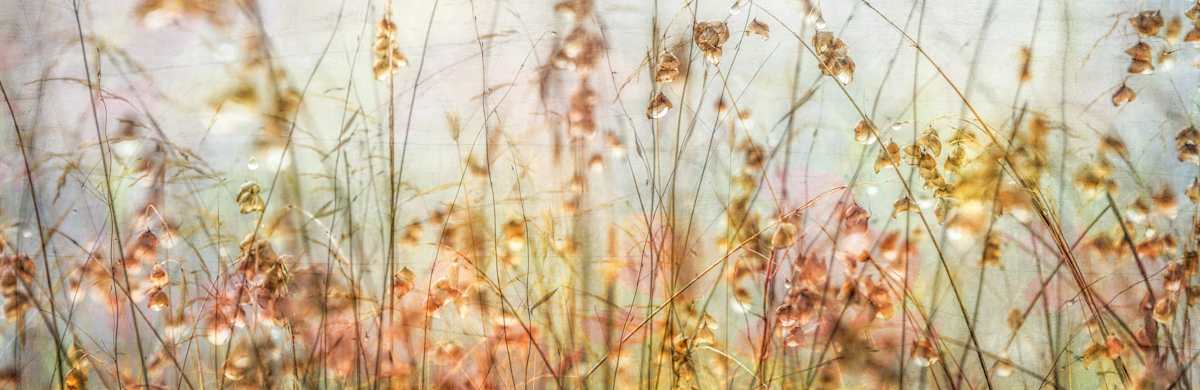 diannepoinski_cropped_dew_drops by Dianne Poinski, Image 1.