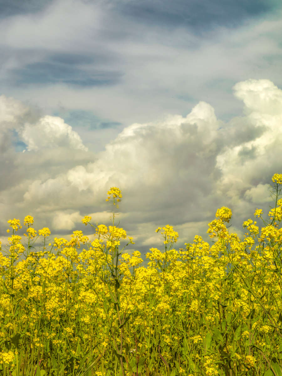 diannepoinski.Spring_Fields_2 by Dianne Poinski, Image 19.