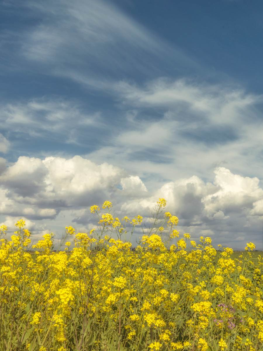 diannepoinski.Spring_Fields_3 by Dianne Poinski, Image 20.