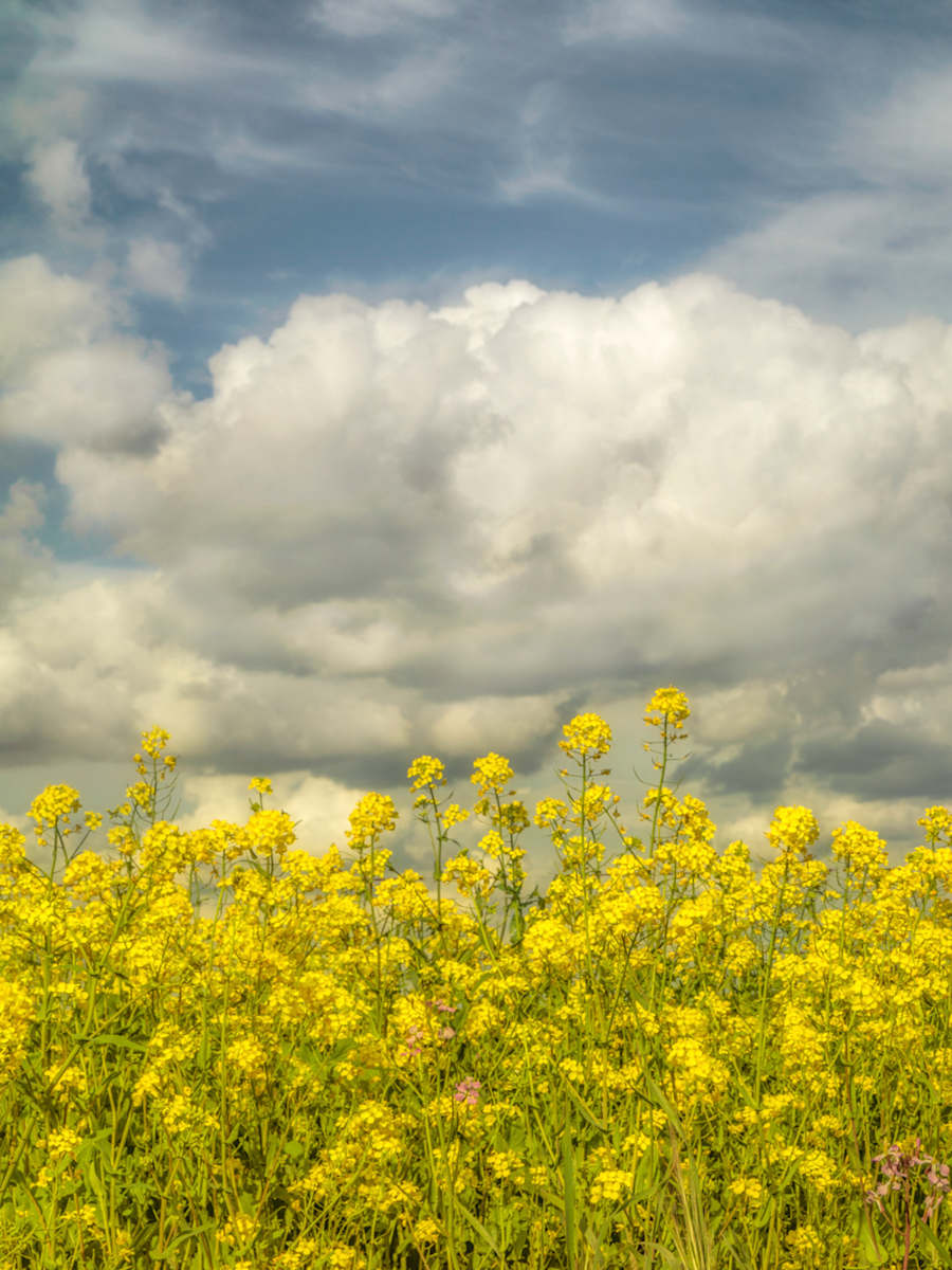diannepoinski.Spring_Fields_I by Dianne Poinski, Image 3.