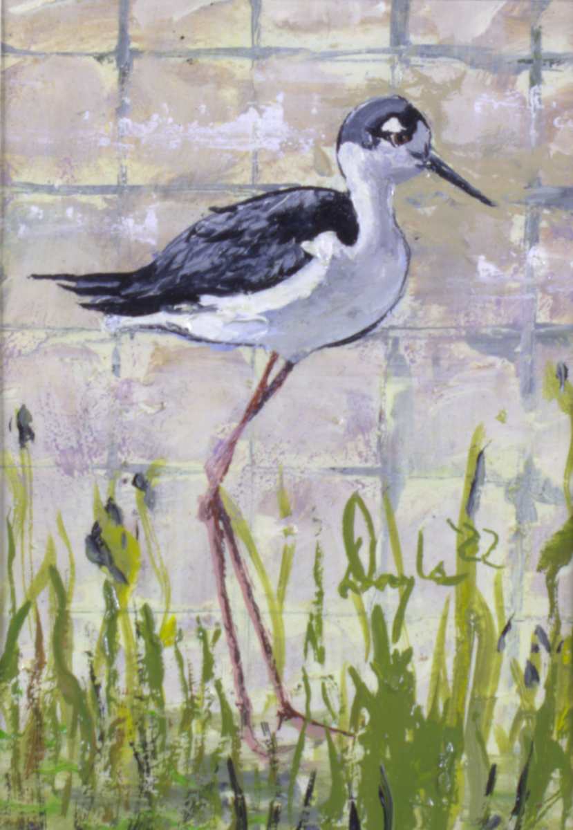 Black Necked Stilt by Douglas Black  Image: From the Stars Of The Birdhouse, Lincoln Park Zoo Series