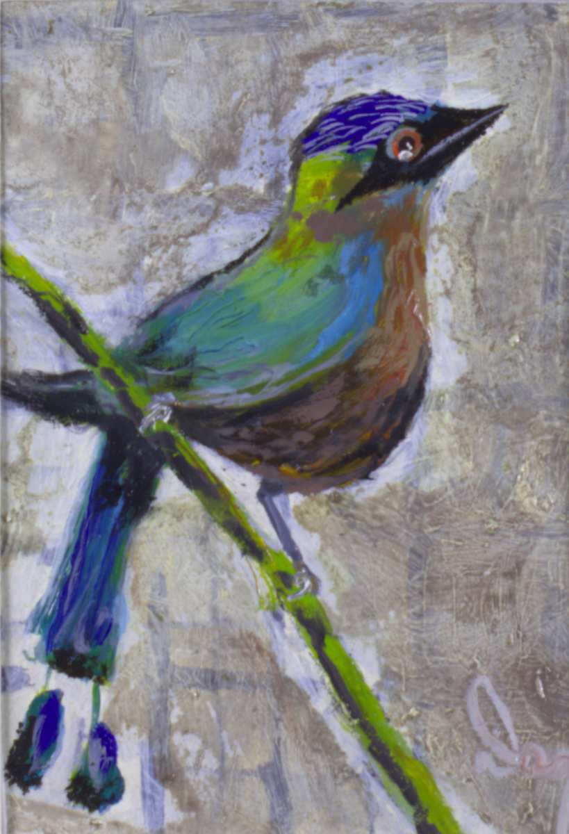 Mot-mot by Douglas Black  Image: From The Stars Of The Birdhouse, Lincoln Park Zoo Series