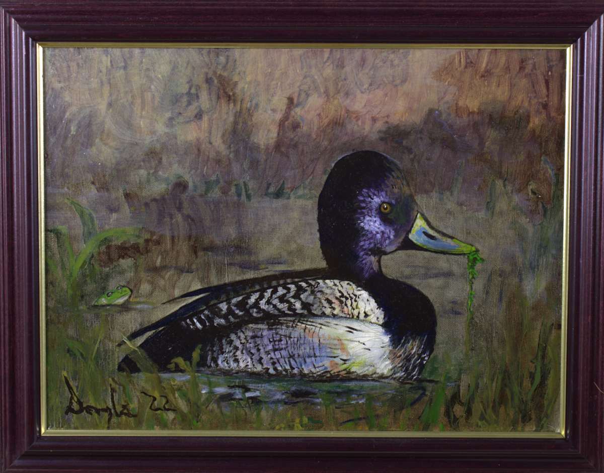 Bluebill Drake by Douglas Black  Image: Framed Bluebill Drake
