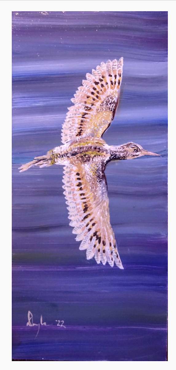 Wilson's Snipe On The Wing by Douglas Black  Image: Wilson's Snipe On The Wing