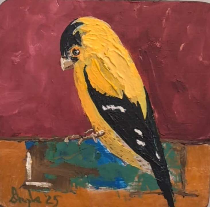 Yellow Finch Feels Kinda Blue by Douglas Black  Image: Yellow Finch Feels Kinda Blue