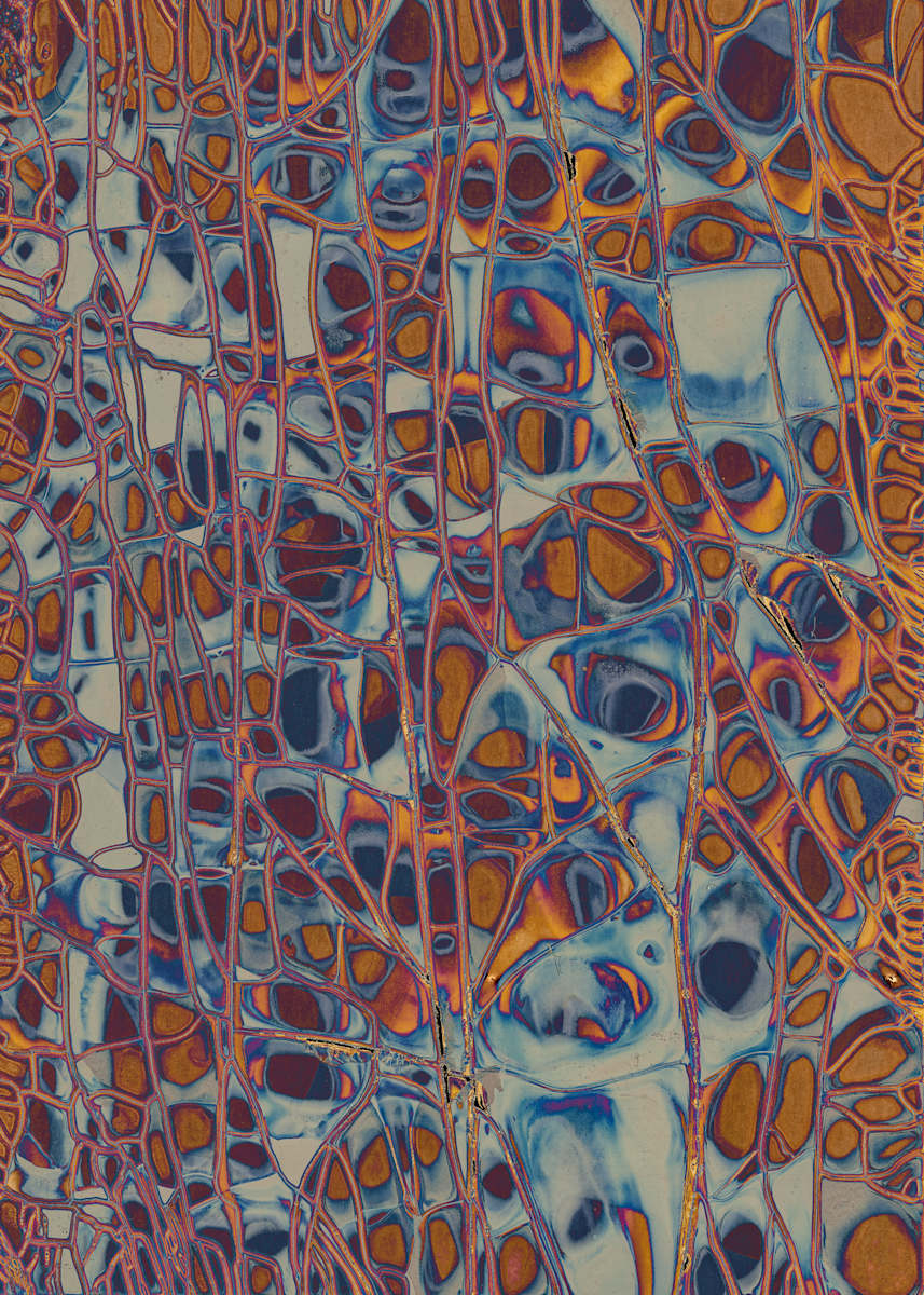 Colorful Chemigram #2 by Wanda Oliver 