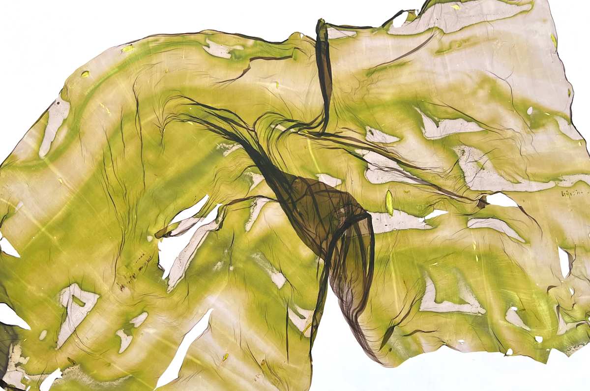 Pocketed Path by Jenny Johannsen 