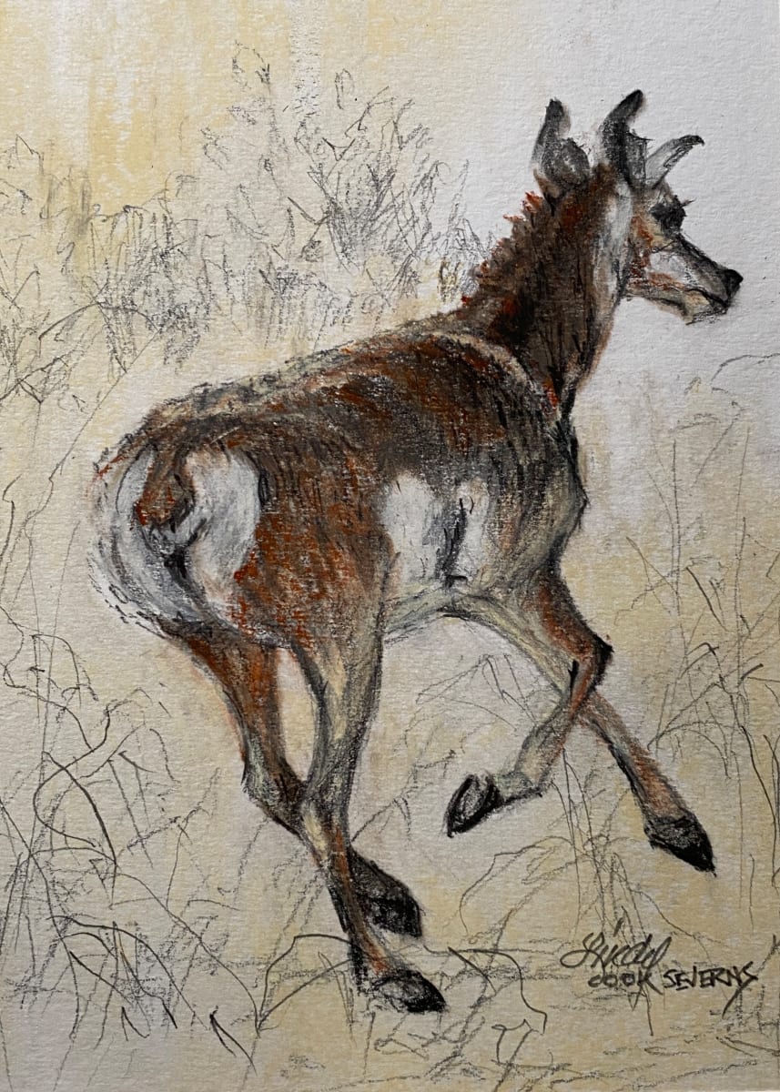 Born to Run by Lindy Cook Severns  Image: Born to Run, 5" x 7" graphite and hard pastel drawing