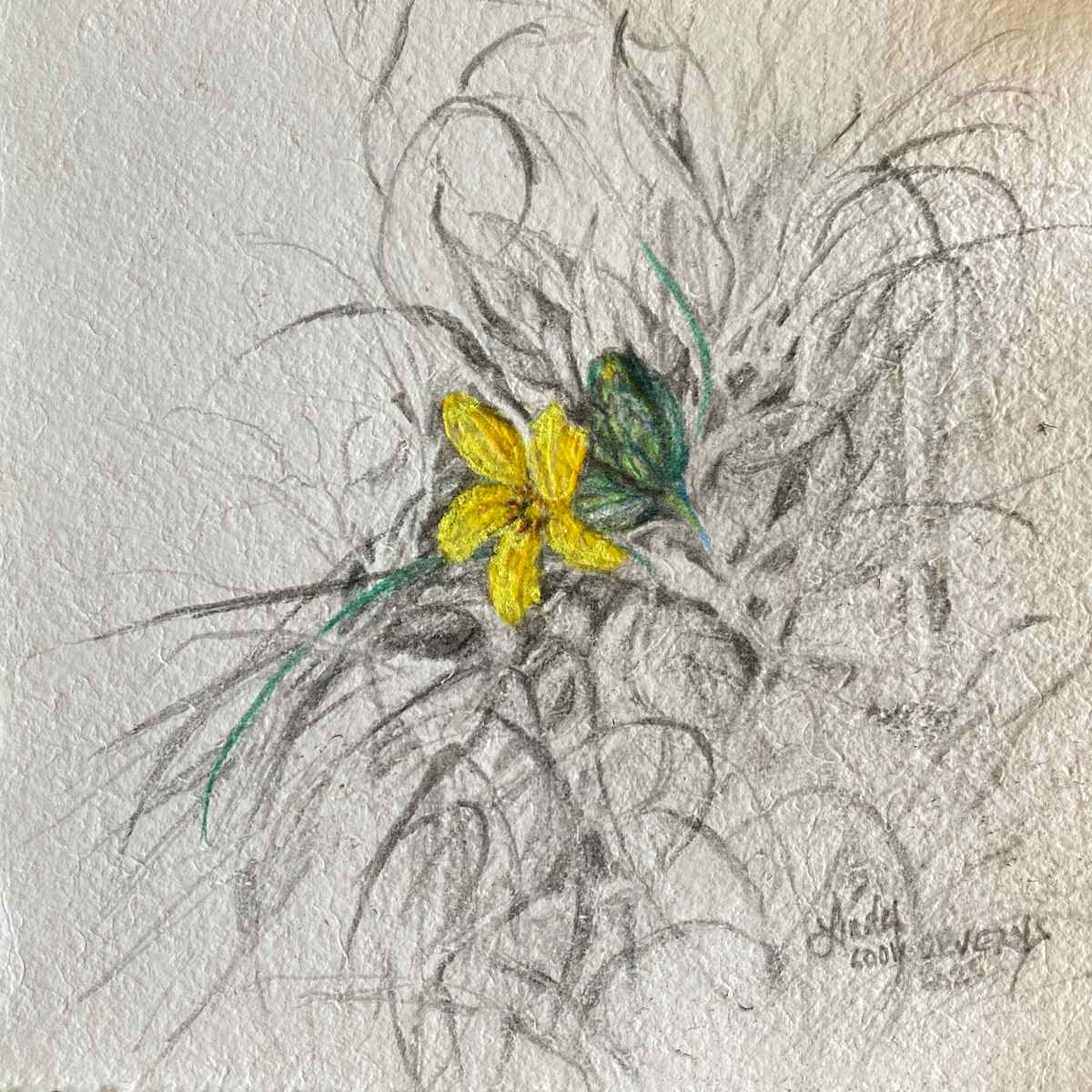 Standing Out by Lindy Cook Severns 