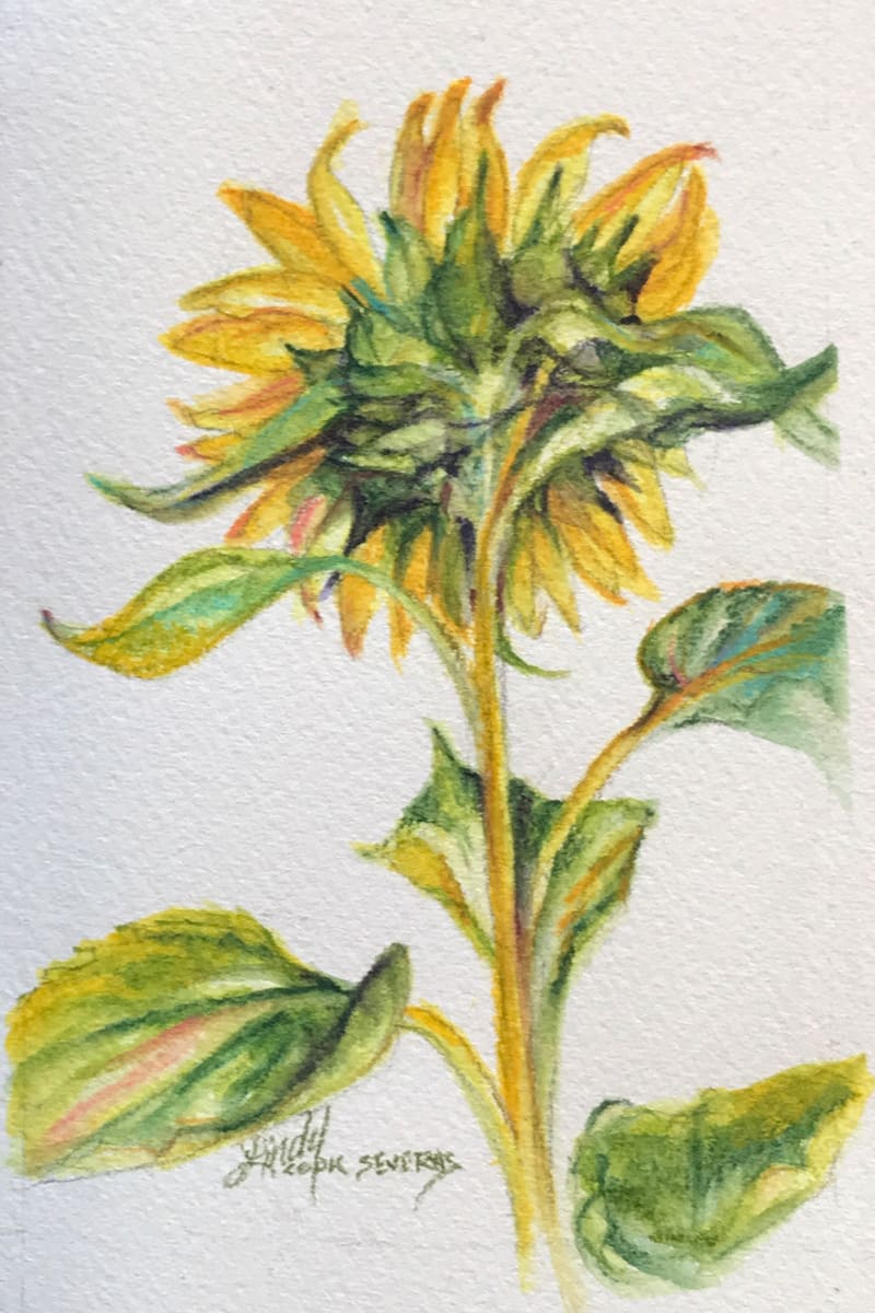 Shy Sunflower 