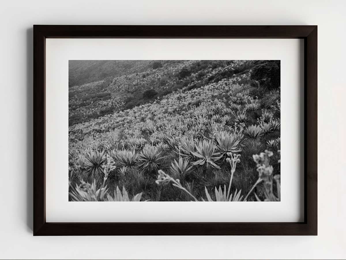 El valle de frailejón by Paula Rojas 