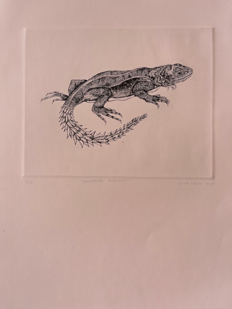 Iguana Cola de piña by Eloisa Castro 