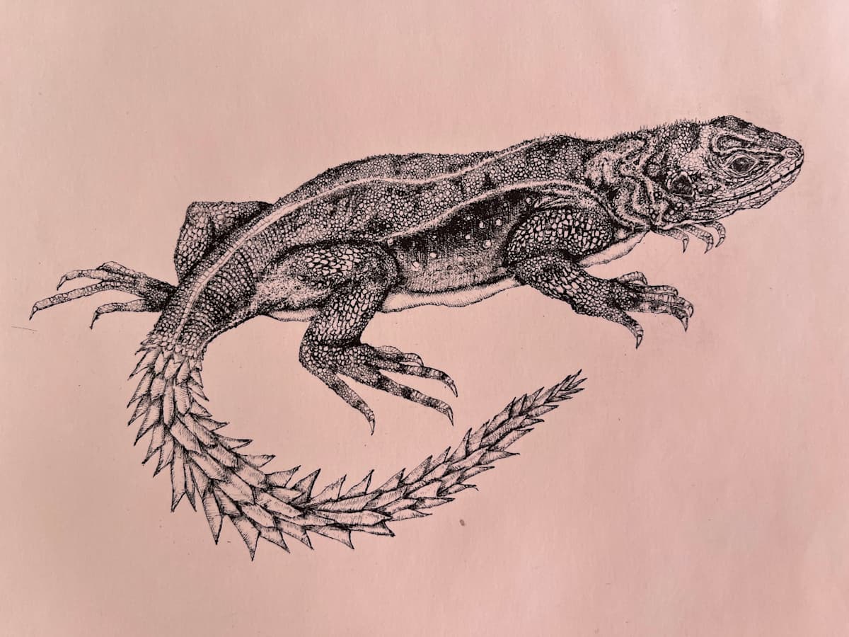 Iguana Cola de Piña 3/15 by Eloisa Castro