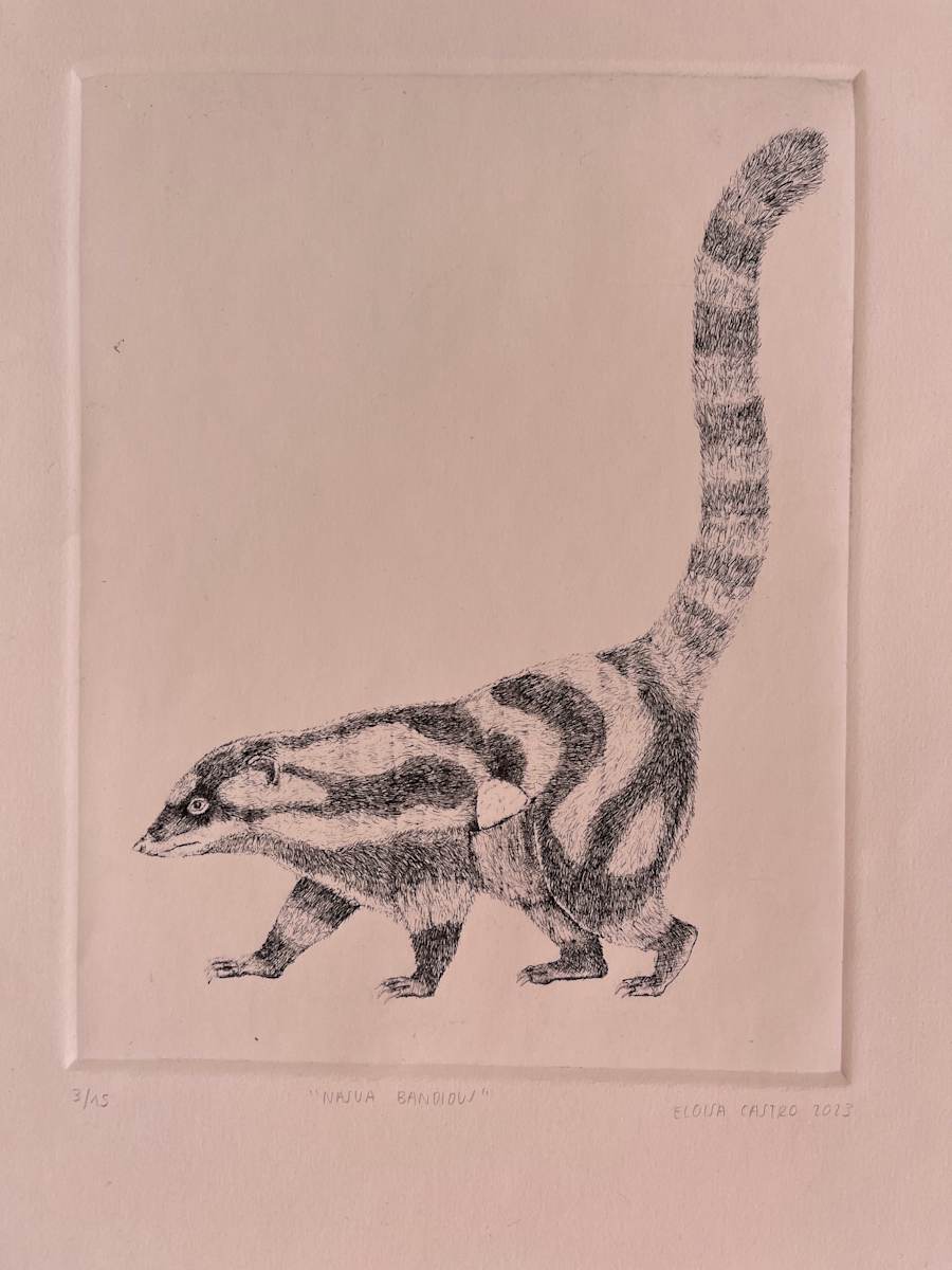 Coatis 3/15 by Eloisa Castro 