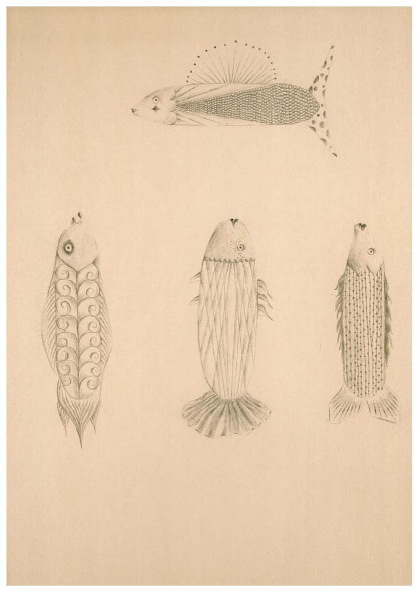 Colección de peces 3/10 by Jose Mejía Gomez 
