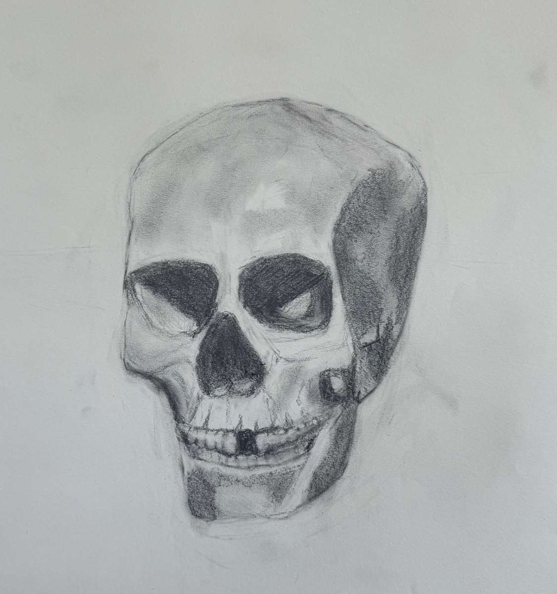 Skull Study by Olivia Sanchez 