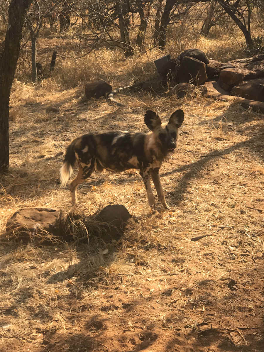 African Wild Dog by Marie Louise Bosin  Image: African Wild Dog