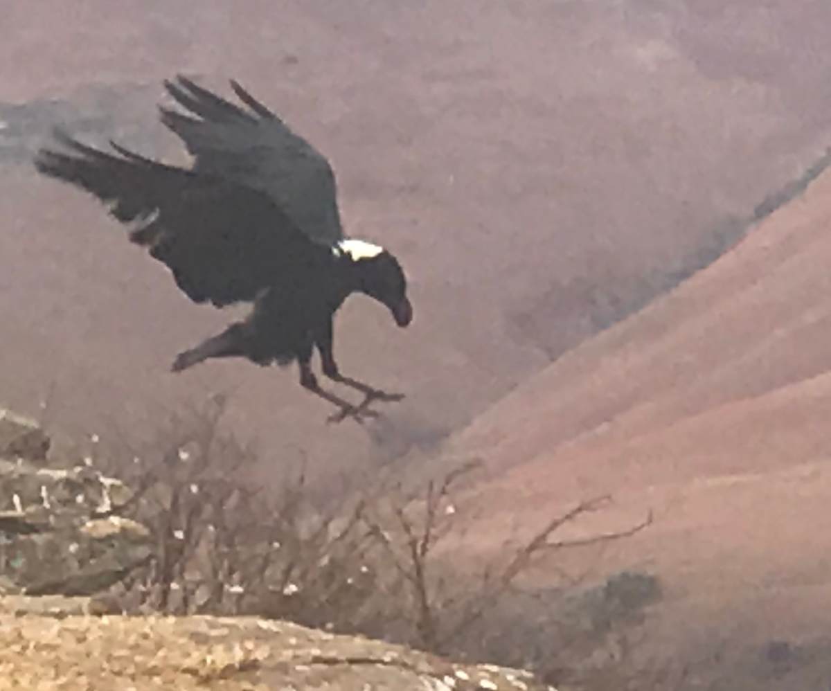 Vulture Hide Feeding Time by Marie Louise Bosin, MA  Image: Giants Castle Vulture Hide
