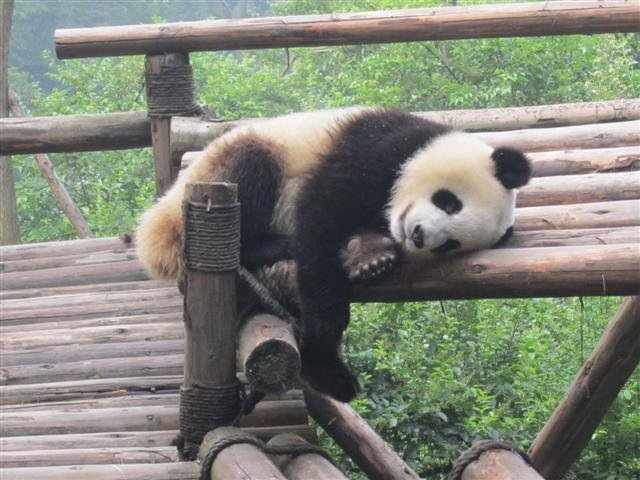 Chinese Baby Panda by Marie Louise Bosin, MA  Image: Baby Panda at Beijing Zoo