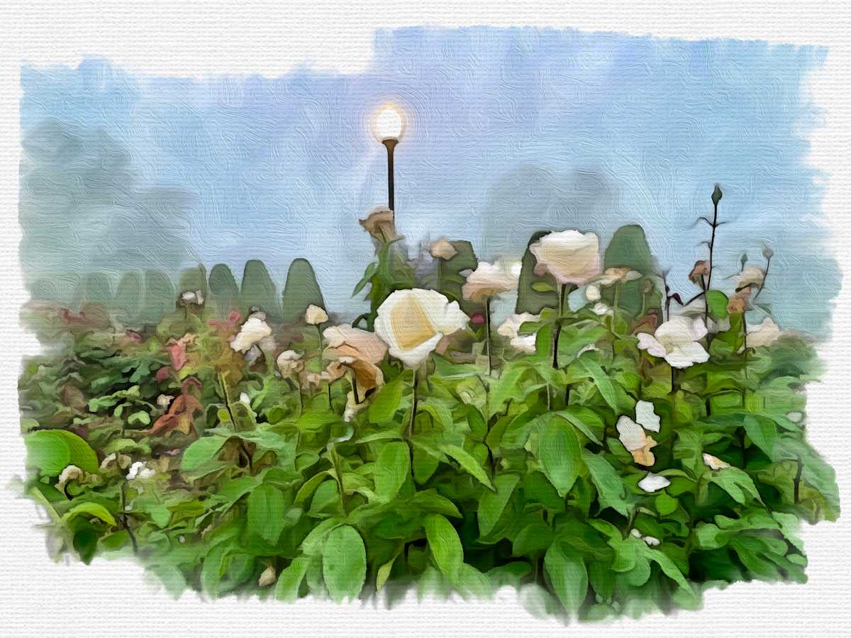 White roses by Daniel Butler  Image: White roses
