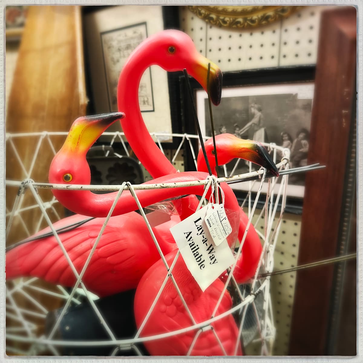 Layaway Available by Sherry Ross  Image: Always on the lookout for amusing images, I discovered this antique wire basket tucked in the back room of a cluttered antique mall. Stuffed haphazardly inside were a flock of vintage pink flamingos—cheap plastic nostalgia crammed into a metal nest. What truly caught my eye, though, was the faded sign attached to the basket: Layaway available. The absurdity of putting a plastic lawn flamingo on layaway made me laugh out loud. Amused, I began rearranging the birds, playing with their positions until they all seemed to be gazing out at the viewer, united in their kitschy defiance.