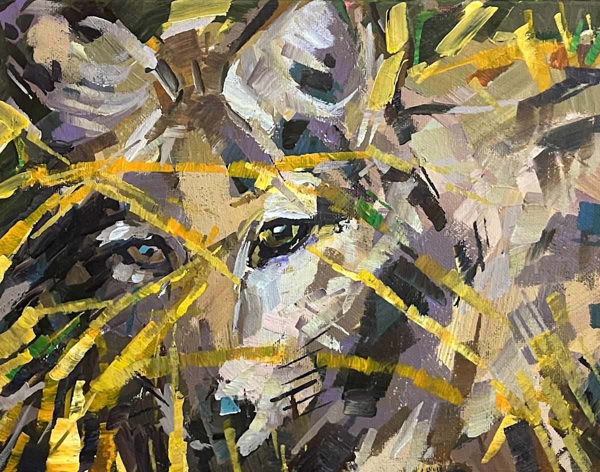 Coyote Peeking by Laura Green 