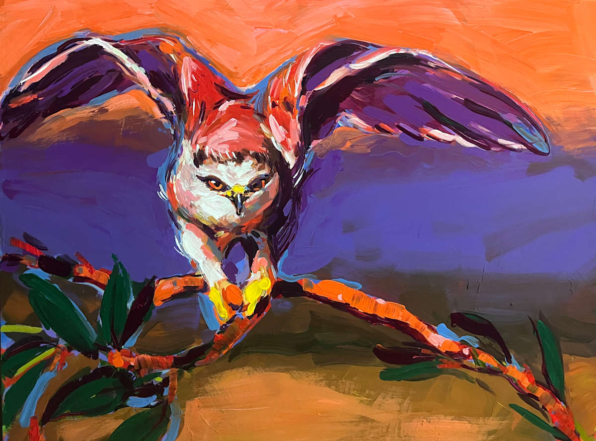 White Tailed Kite by Laura Green 