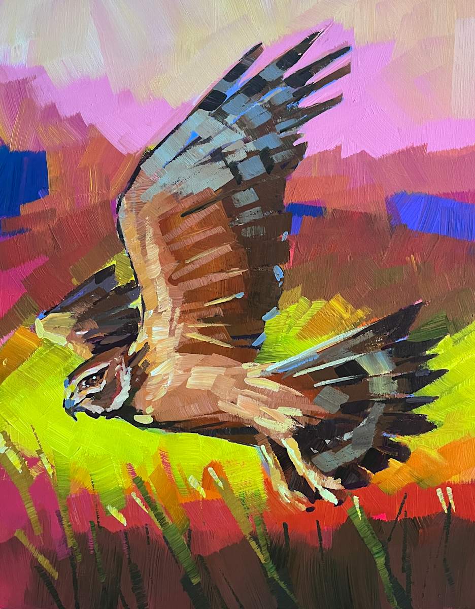 Harrier Hawk Swooping by Laura Green, Image 1.