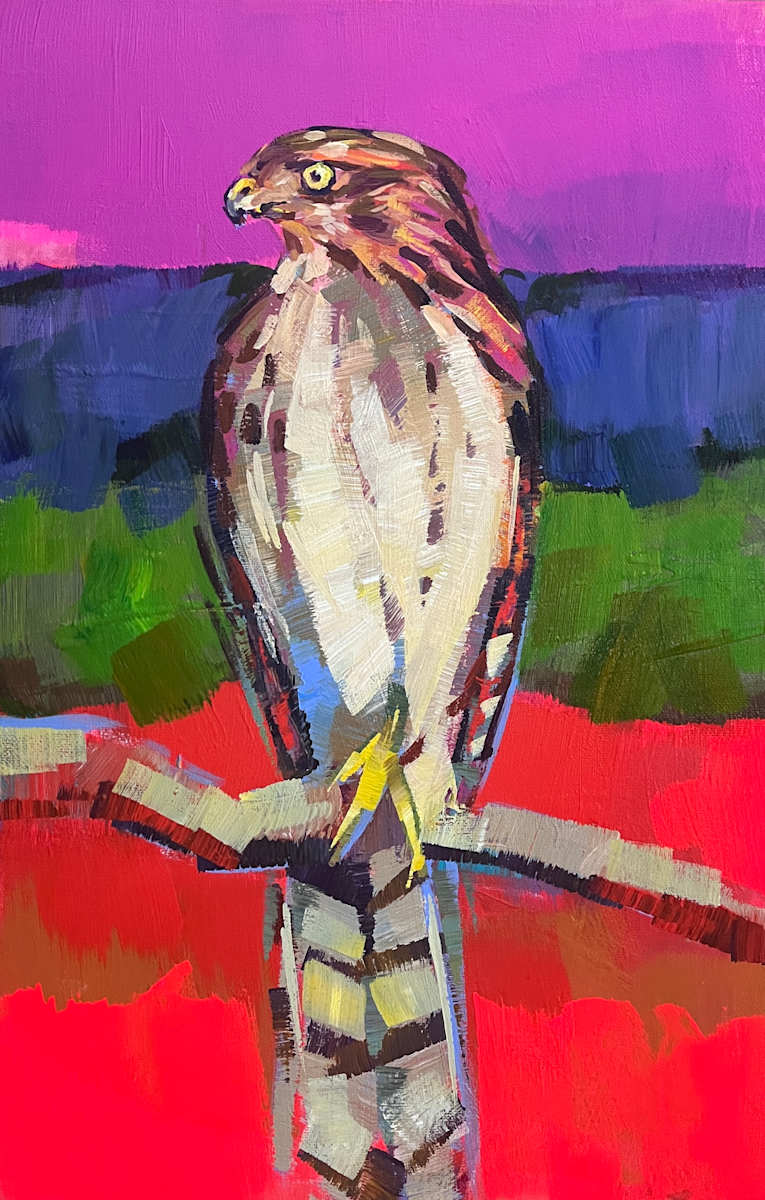 Cooper's Hawk in the Desert by Laura Green, Image 1.
